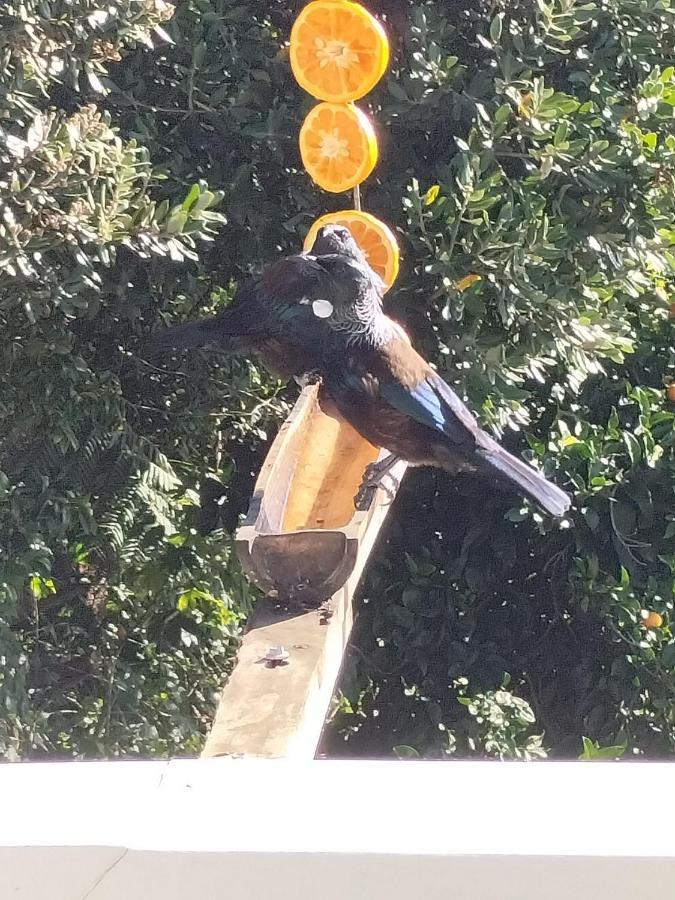 Bird Haven Bed & Breakfast Coromandel Luaran gambar